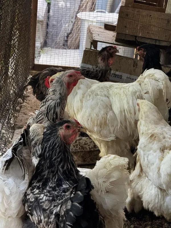 Курочки и петух брама срочно продаются 1 Курочки и петух брама срочно продаются 1