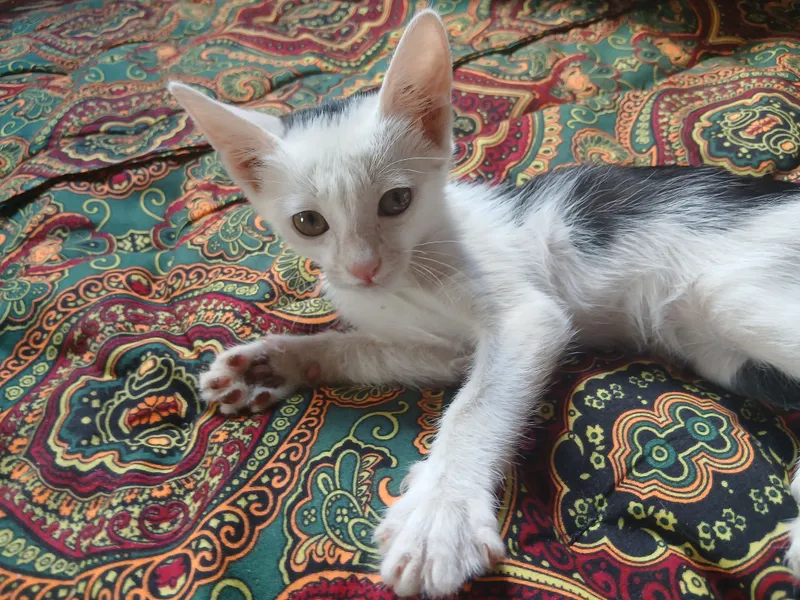 Котёнок отдается в дар. 2 Котёнок отдается в дар. 2