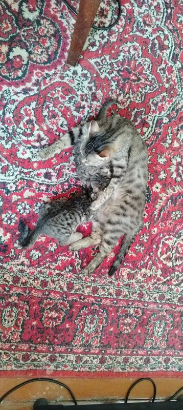 Котята отдам в добрые руки — фото 7