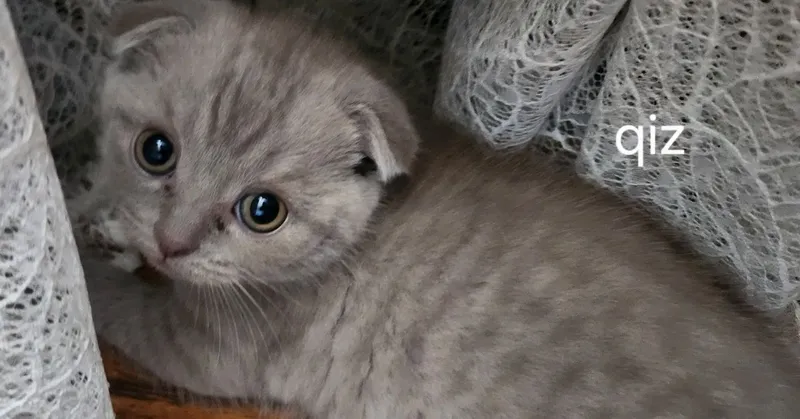 Милые котята ищут любящий дом 1 Милые котята ищут любящий дом 1