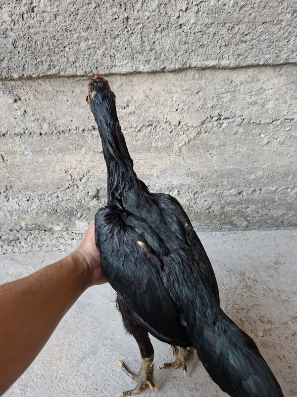 Mokiyonimiz sotiladi qoni toza ganoy bilan karisdan chixgan 3 Mokiyonimiz sotiladi qoni toza ganoy bilan karisdan chixgan 3