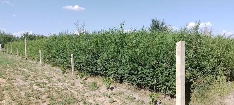 Гужум нихоли сотилади. 2 йиллик. 2 Гужум нихоли сотилади. 2 йиллик. 2