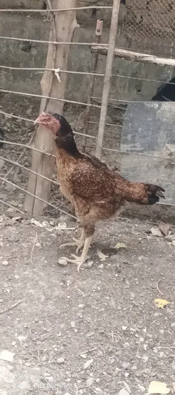 Dakang tovuqlar zotlarizor sirochni sotiladi 2 Dakang tovuqlar zotlarizor sirochni sotiladi 2
