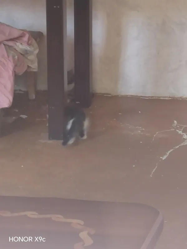 Mushuklar bor 1 ta onasi 5 ta bolasi 5 Mushuklar bor 1 ta onasi 5 ta bolasi 5