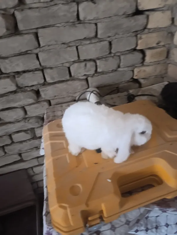 quyon karlik baran almazni glaz jup 4 quyon karlik baran almazni glaz jup 4
