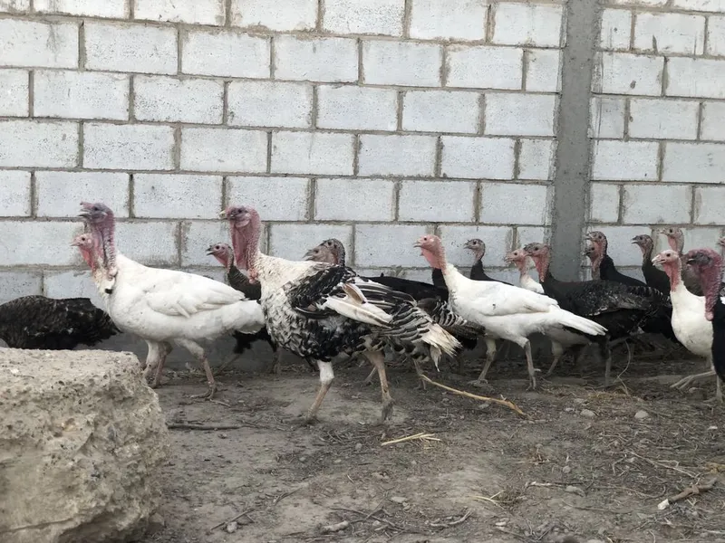 Kurkalar sotiladi 5