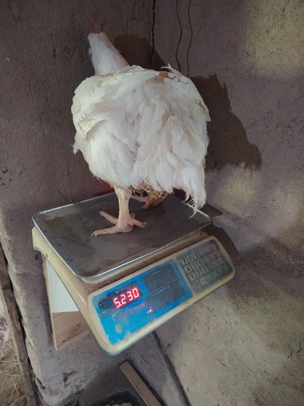Broller sotiladi joja tovuq xoroz 8 Broller sotiladi joja tovuq xoroz 8