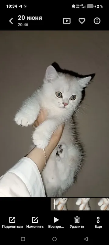кошка кошка