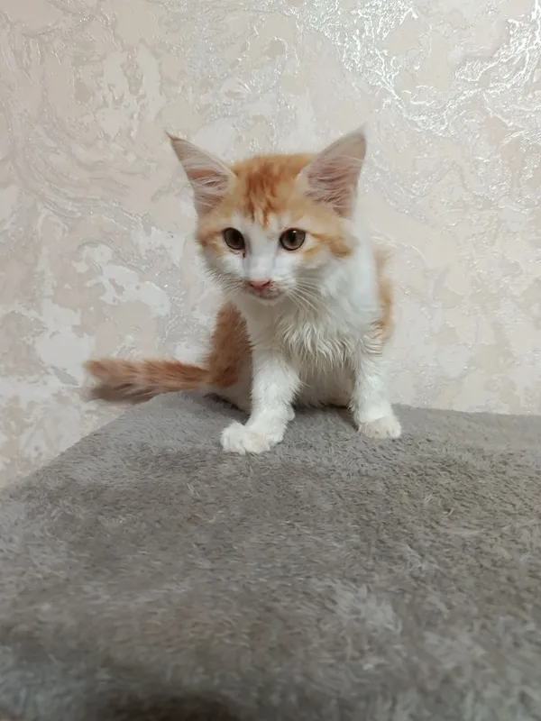 Хороший котенок бесплатно добрый умный рыжий цвет ходит в лоток и ку