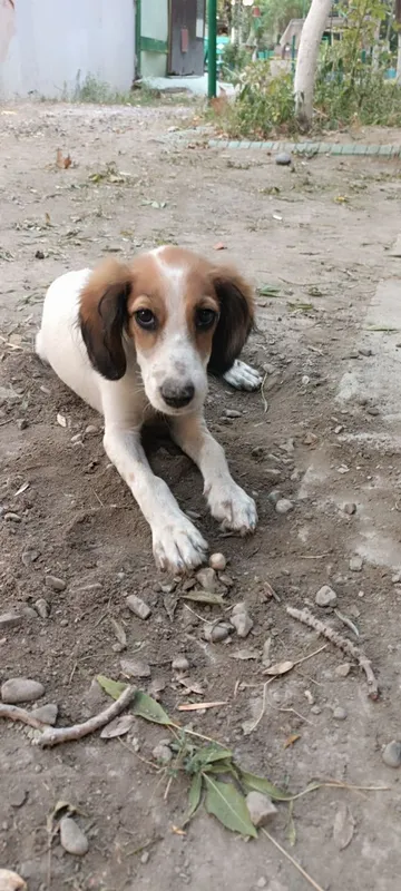 Spaniel kuchugi uy izlamoqda 1 Spaniel kuchugi uy izlamoqda 1