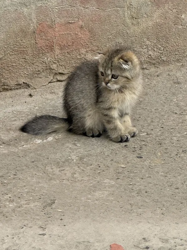 Mushukchalar sotiladi qoni toza — фото 3