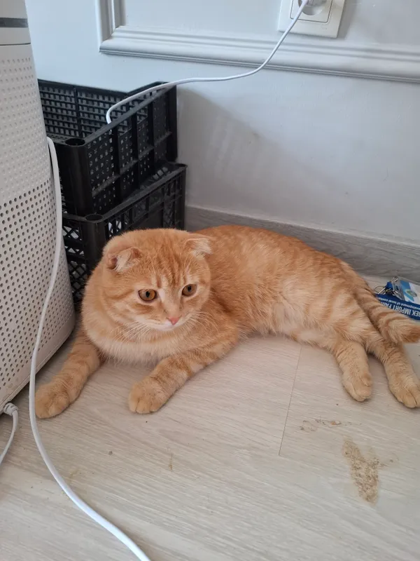 Продаётся 1-летний кот Scottish Fold 7 Продаётся 1-летний кот Scottish Fold 7