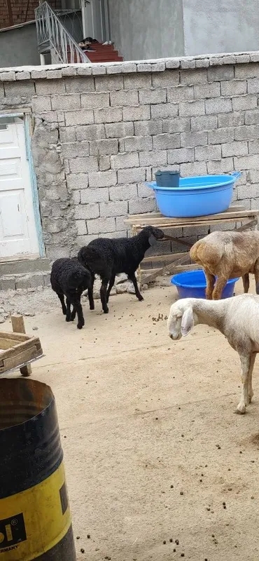 Ona bola qoyla sotiladi bolari 3 oylik