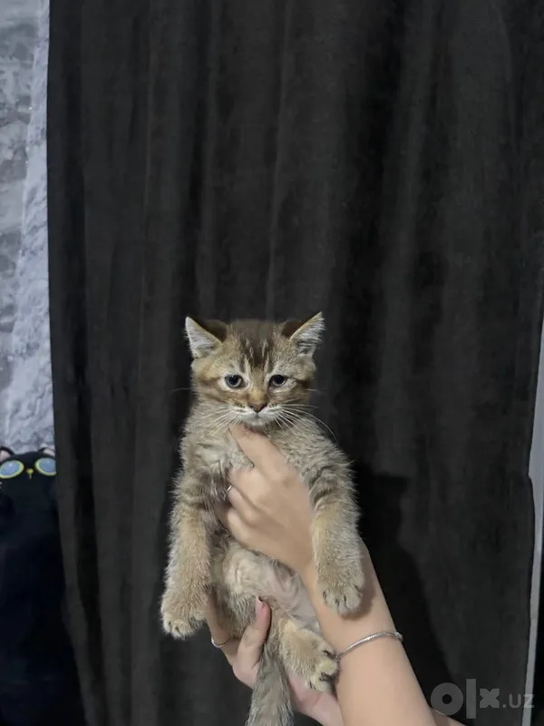 Britan shinchilla mushukchalarini sotaman 1 Britan shinchilla mushukchalarini sotaman 1