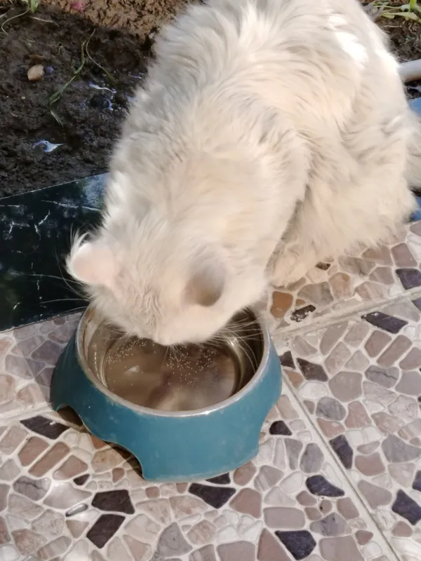 продаётся кот в добрые руки