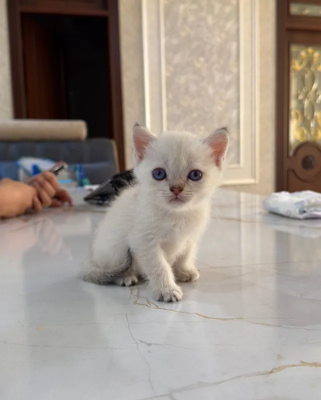 Шиншилла котёнок 2 Шиншилла котёнок 2