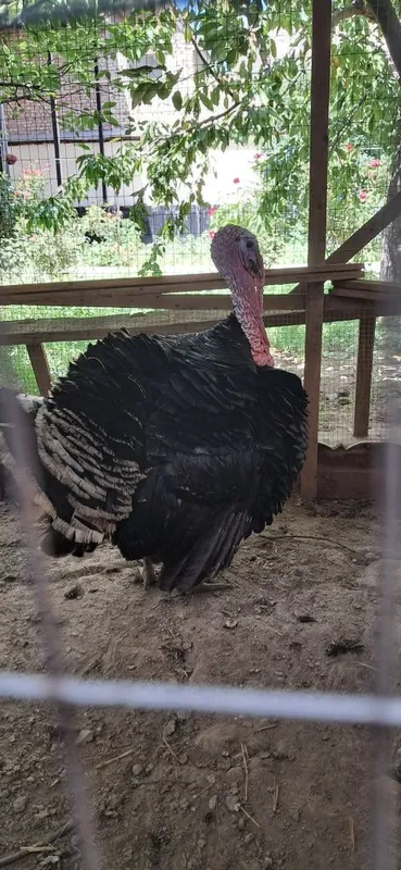 Erkak kurka sotiladi.