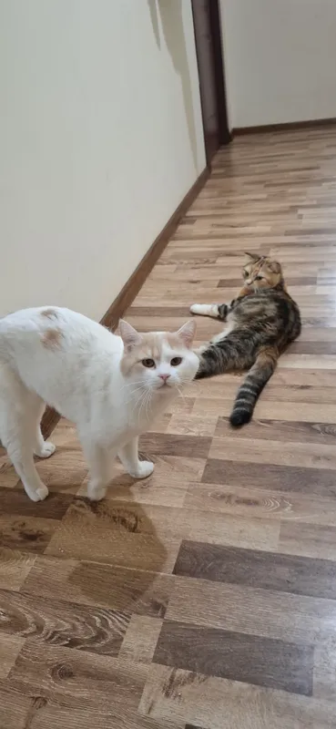 отдам в хороший руки кота и кошку