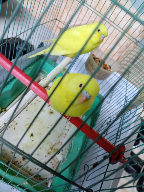 Продаются попугаи: самец и самка 3 Продаются попугаи: самец и самка 3
