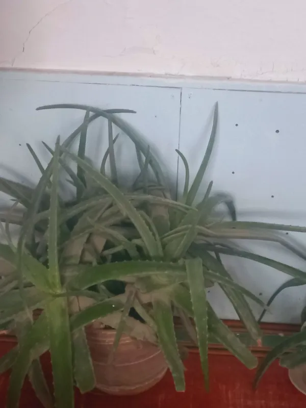 Aloe vera foydali tez sotiladi narxi kelishiladi.Uy sharoitida — фото 4