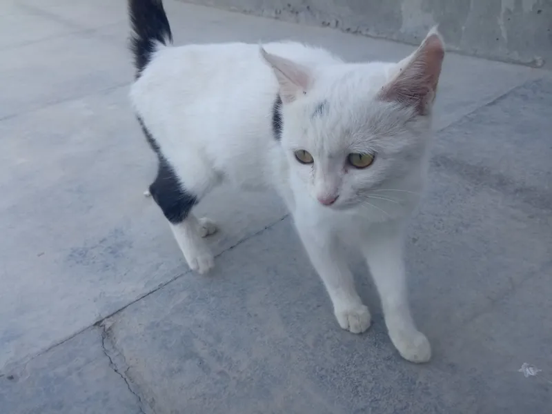 Sog‘lom va chiroyli mushuk sotiladi. Bolali mushuk