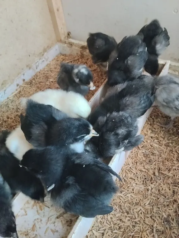 Joʻjalar sotiladi qora shahzoda adler 2 dona 2 dona amroks 1 Joʻjalar sotiladi qora shahzoda adler 2 dona 2 dona amroks 1