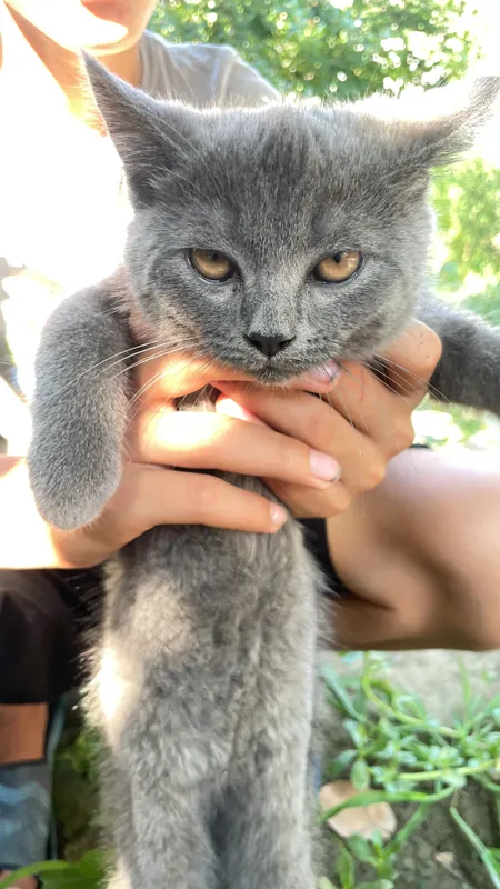 Mushuk sotiladi toza zotli britanski 3 Mushuk sotiladi toza zotli britanski 3