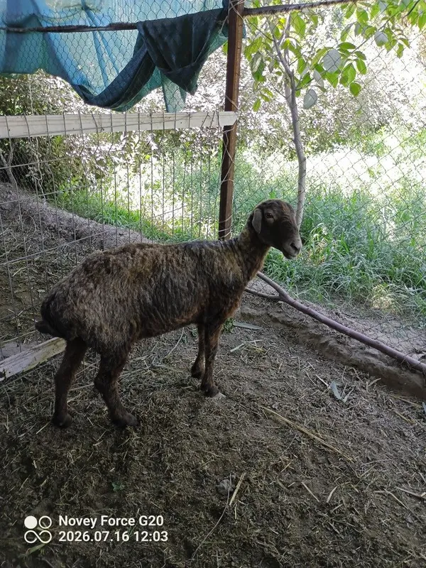 Quy sotladi 1 qorn tuqan 1 Quy sotladi 1 qorn tuqan 1
