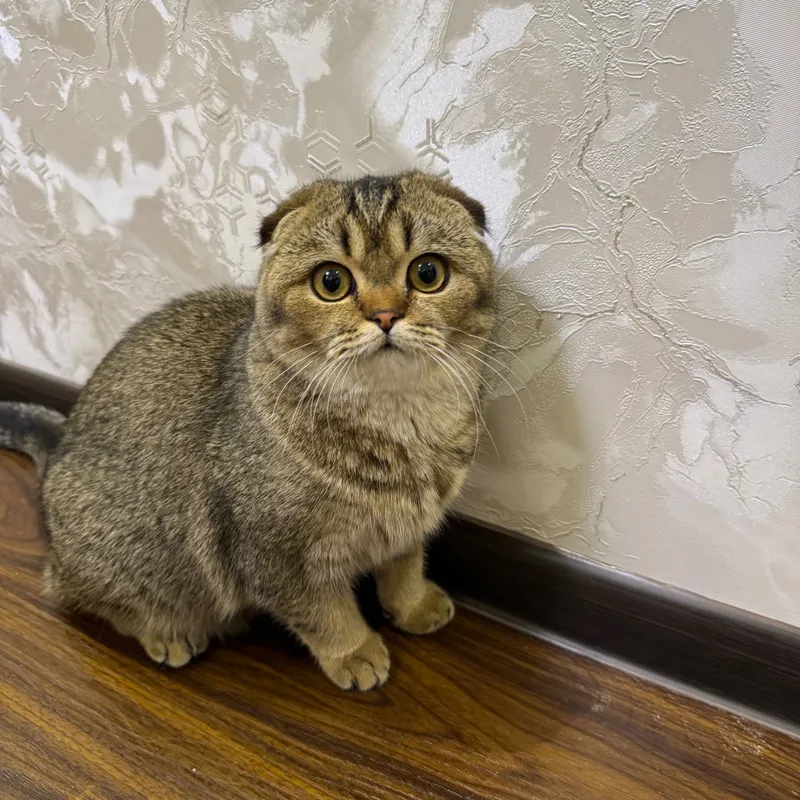 Продаётся кошка породы скоттиш-фолд 1 Продаётся кошка породы скоттиш-фолд 1