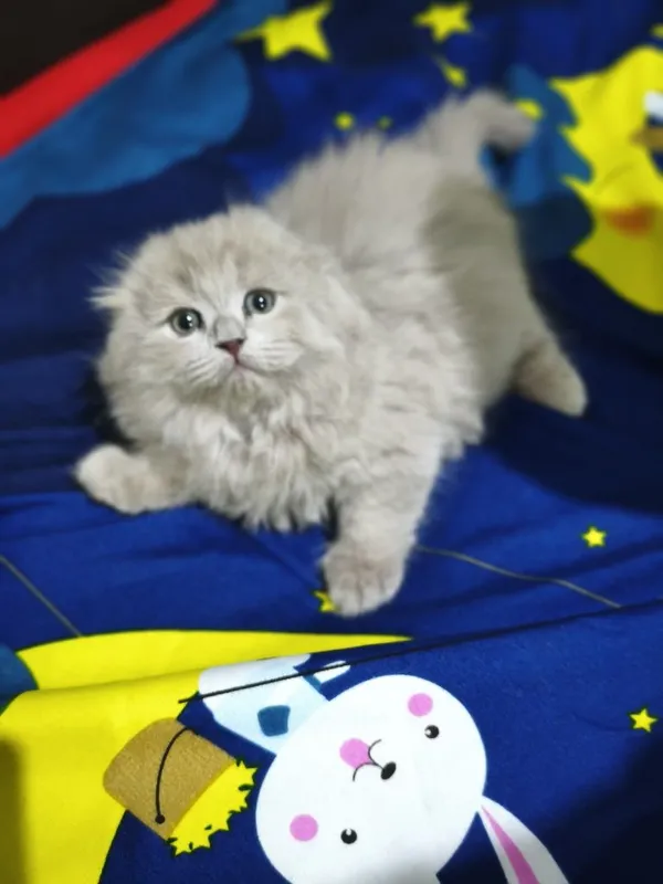 Скоттиш фолд лиловые — фото 2