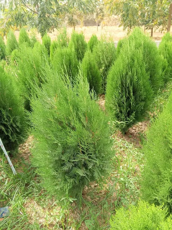 Туя книжная (Thuja plicata) — оптом с собственного поля! — фото 3
