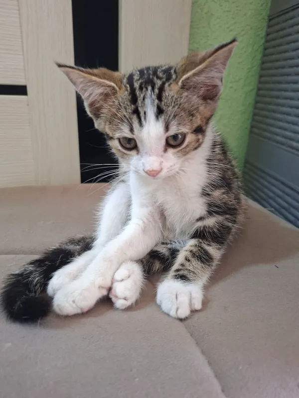 Срочно отдаём бесплатно котёнок 2