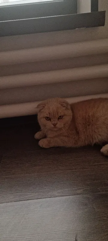 Британская кошка Британская кошка