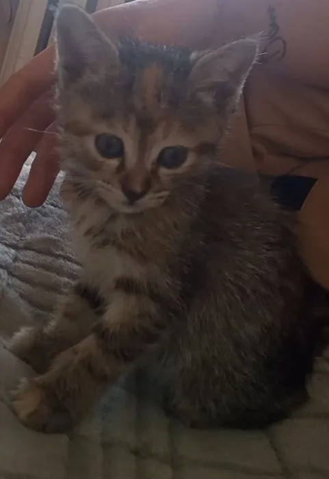 Котята Даром домашние