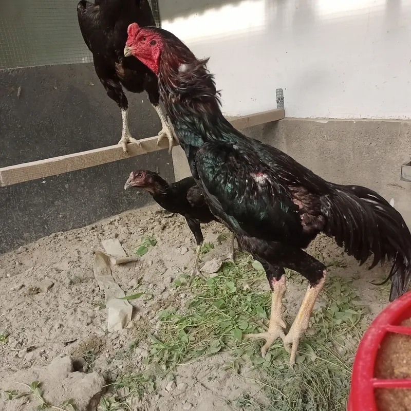 Xoʻroz sotiladi 2 tulak zotga yurgan 5,300 gr hozirgi holati