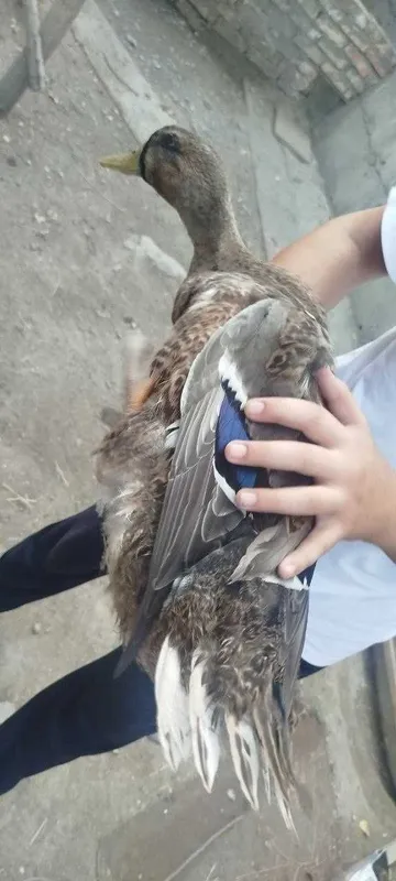Rouen zotli o'rdak 4 oyli vesi taxminan 5kg dan oshiq 5 Rouen zotli o'rdak 4 oyli vesi taxminan 5kg dan oshiq 5
