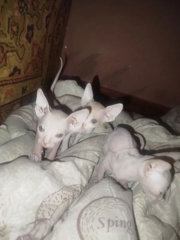 Продаю котят пародистых сфинксов — фото 3
