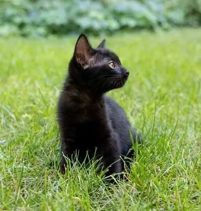 Бесплатно котенок девочка 2 месяца 1