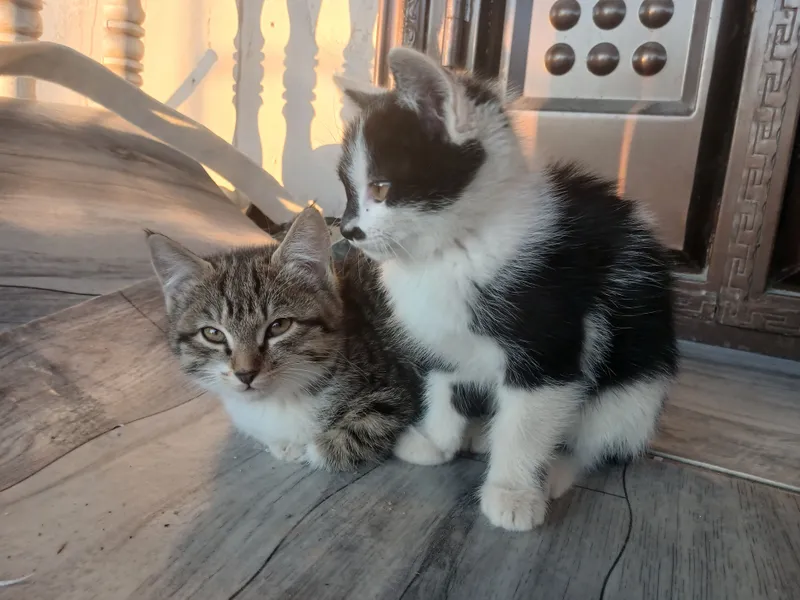 Котята бесплатно отдаются хорошим людям 2