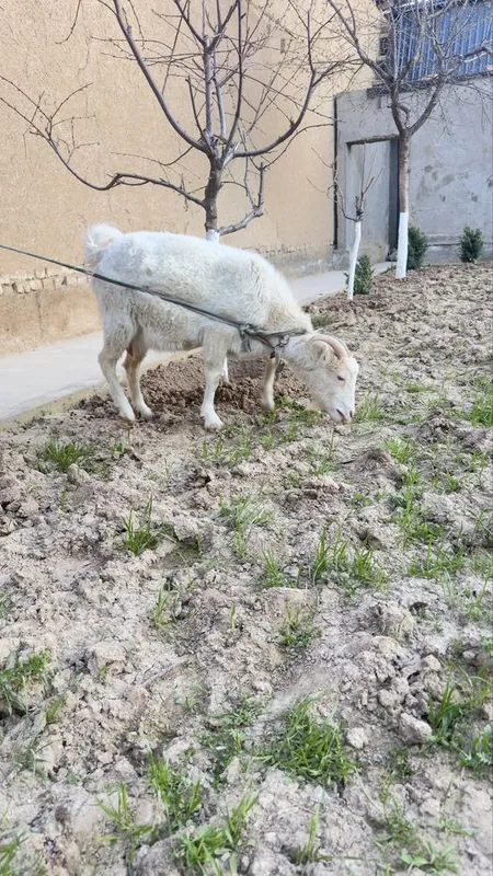 Сотилади зотдор эчки — фото 1