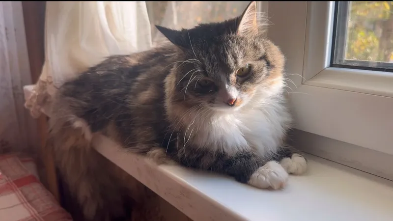 Кошечка породы Манчкин — фото 1