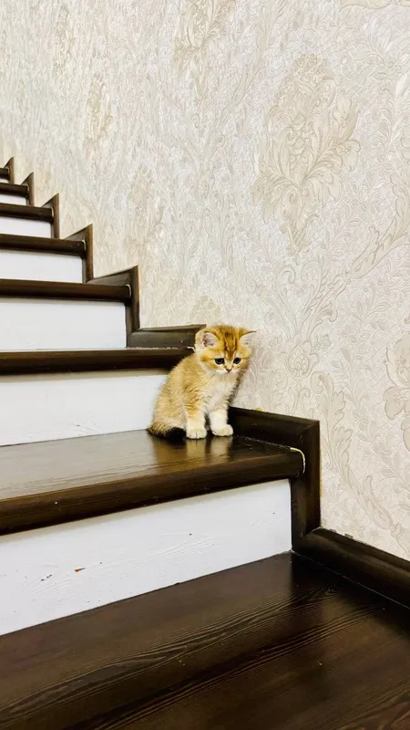 Продаётся чистокровный котята — фото 1