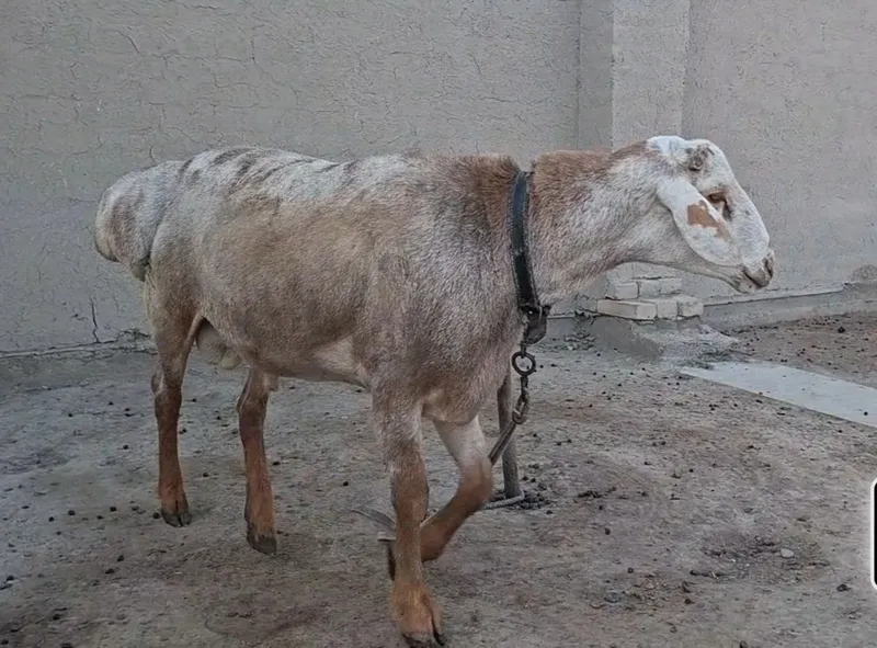 Qoʻchqor sotiladi