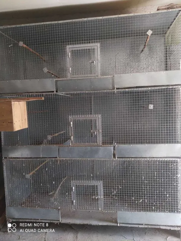 Qush ini sotiladi O`lcham: bo`yi 210 sm eni 180 sm