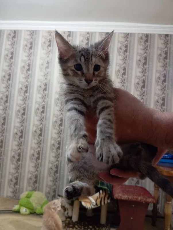 Отдам в добрые руки котенка 3 Отдам в добрые руки котенка 3