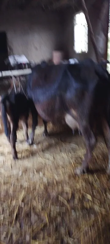 Ona bola sigir sotiladi kafolati bilan 3 Ona bola sigir sotiladi kafolati bilan 3
