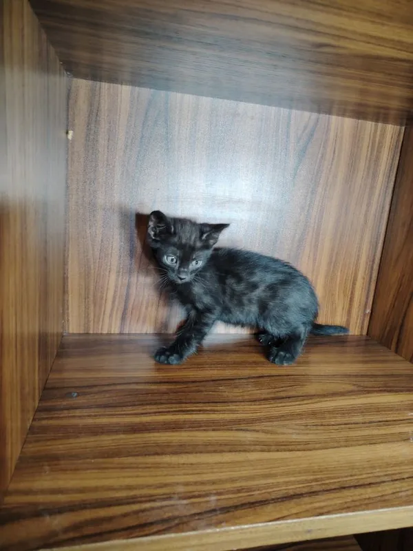 Mushuk bolalari hadiyaga beriladi 3 Mushuk bolalari hadiyaga beriladi 3