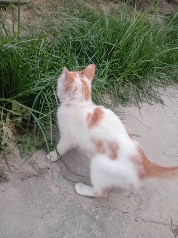 Кошка 2 Кошка 2