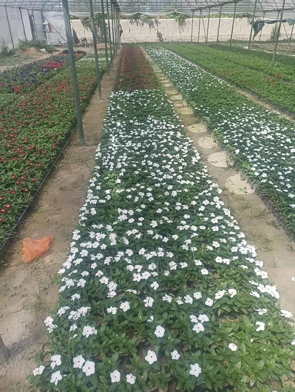Katarantus gullari 1 Katarantus gullari 1
