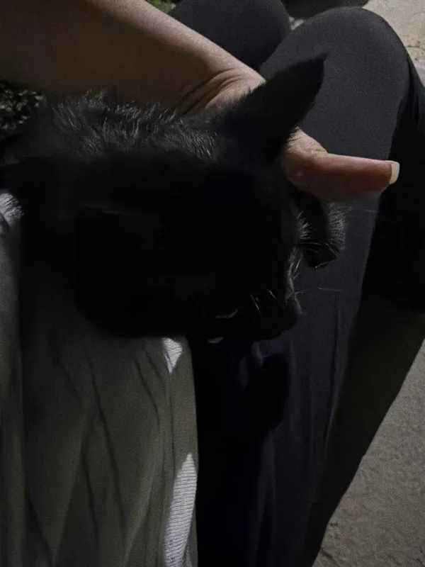 Чёрный котёнок, мальчик, 2 месяца.